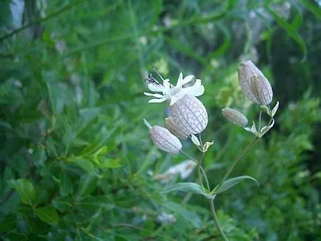 Haus Cornelia Apartment Jungholz